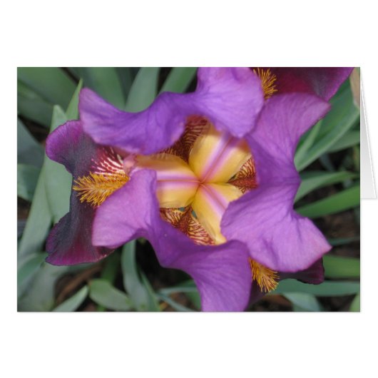 Montclair Iris Cards (Front Horizontal)