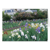 Montclair Irises (Front Horizontal)