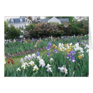 Montclair Irises Cards