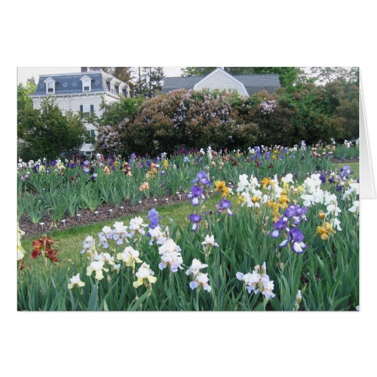 Montclair Irises Cards (Front Horizontal)