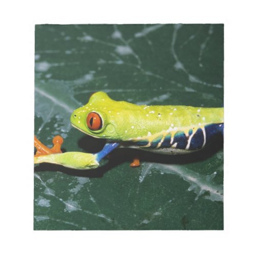 Monte Verde Costa Rica Red_eyed tree frog Notepad