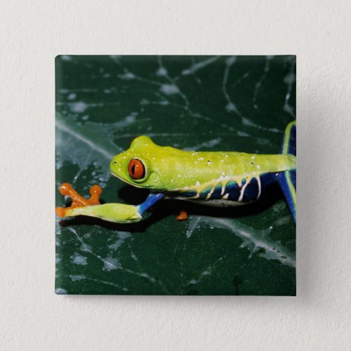 Monte Verde Costa Rica Red_eyed tree frog Pinback Button