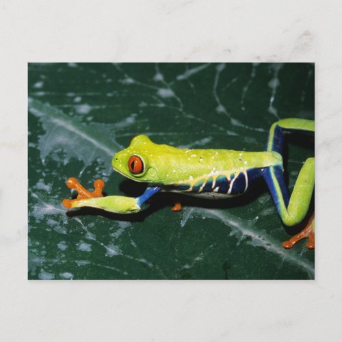 Monte Verde Costa Rica Red_eyed tree frog Postcard