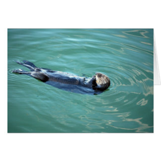 Monterey Bay Sea Otter