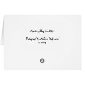 Monterey Bay Sea Otter Cards (Back Horizontal)
