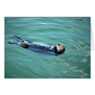 Monterey Bay Sea Otter Cards