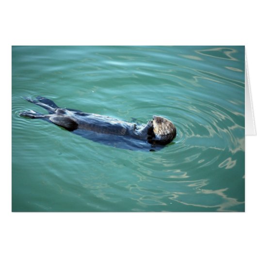 Monterey Bay Sea Otter Cards (Front Horizontal)