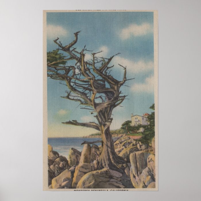 Monterey, CA   Old Witch Tree on 17 Mile Poster