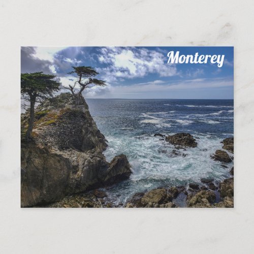 Monterey California Pebble Beach Cypress Tree Postcard