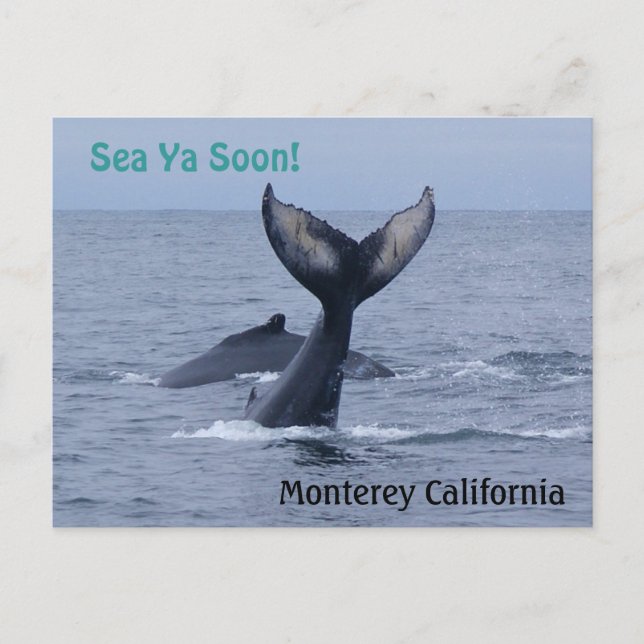 Monterey California Whale Tail Postcard (Front)