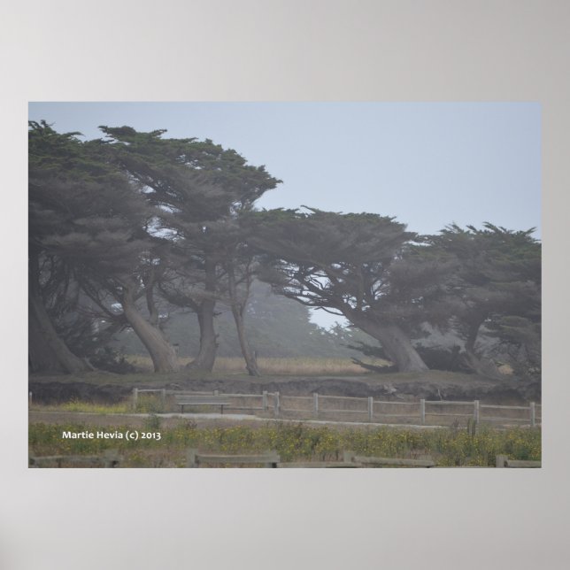 Monterey Cypresses Poster (Front)