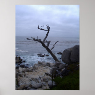 monterey dead tree poster