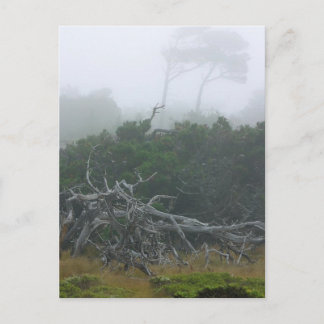 Monterey Fog Postcard