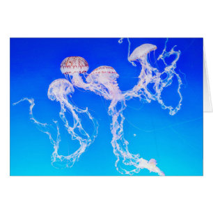 Monterey Jellyfish Greeting Card