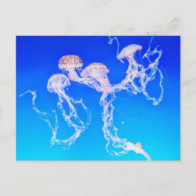 Monterey Jellyfish Postcard (Front)