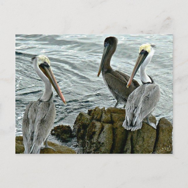 Monterey Pelicans Postcard (Front)