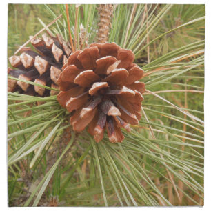 Monterey Pine Tree with Pine Cones Winter Design Cloth Napkin