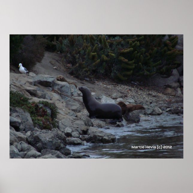 Monterey Watering Hole Poster (Front)