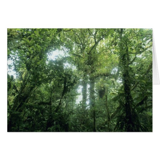 Monteverde Cloud Forest, Costa Rica. Cards (Front Horizontal)