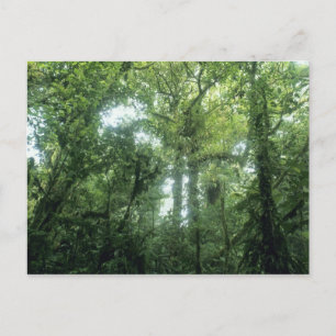 Monteverde Cloud Forest, Costa Rica. Postcard