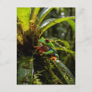 Monteverde Cloud Forest Red eyed treefrog Postcard