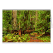 Montgomery Woods (Front Horizontal)