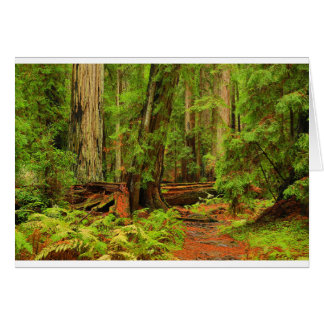 Montgomery Woods Cards
