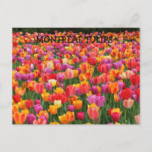MONTREAL TULIPS POSTCARD