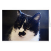 Monty Cat (Front Horizontal)