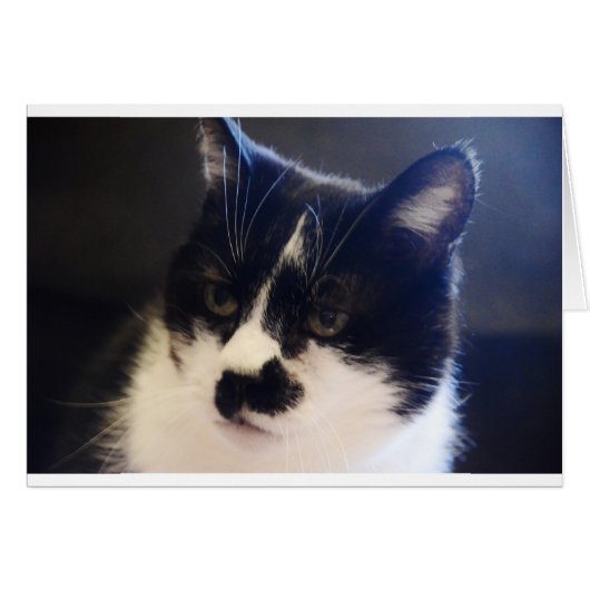 Monty Cat Cards (Front Horizontal)