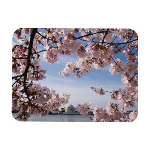 Monuments  Jefferson Memorial Cherry Blossoms Magnet