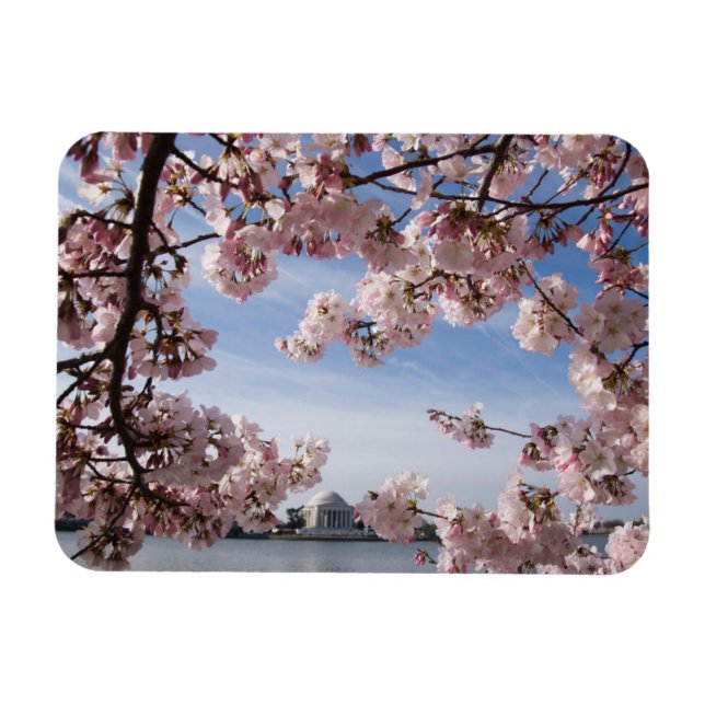 Monuments | Jefferson Memorial Cherry Blossoms Magnet (Horizontal)