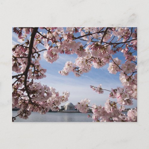 Monuments  Jefferson Memorial Cherry Blossoms Postcard