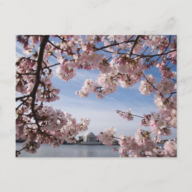 Monuments | Jefferson Memorial Cherry Blossoms Postcard (Front)