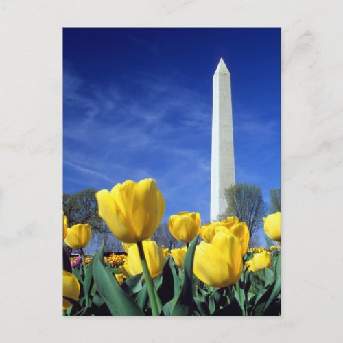 Monuments  Washington Monument in Spring Postcard