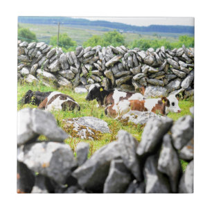 Moo Cows Ceramic Tile