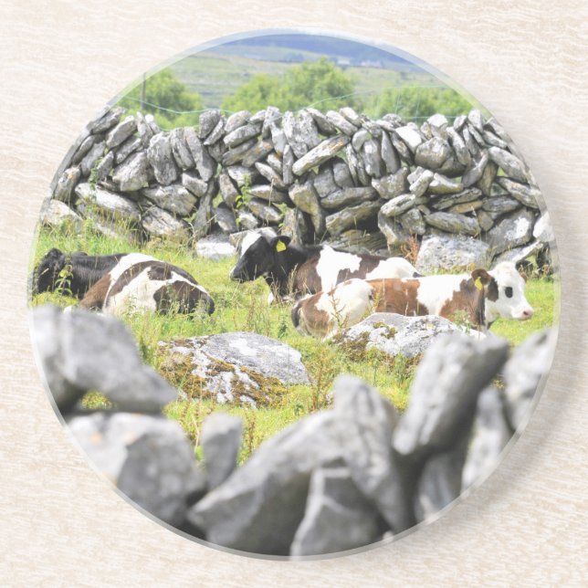 Moo Cows Drink Coaster (Front)