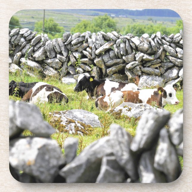 Moo Cows Drink Coaster (Front)