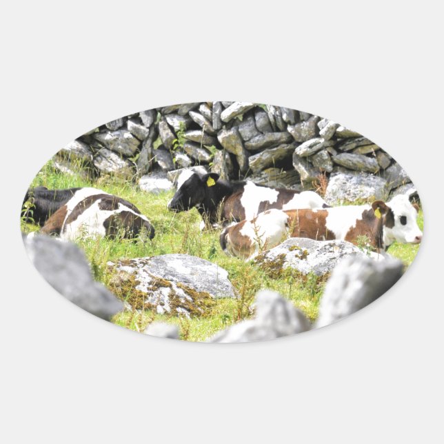 Moo Cows Oval Sticker (Front)