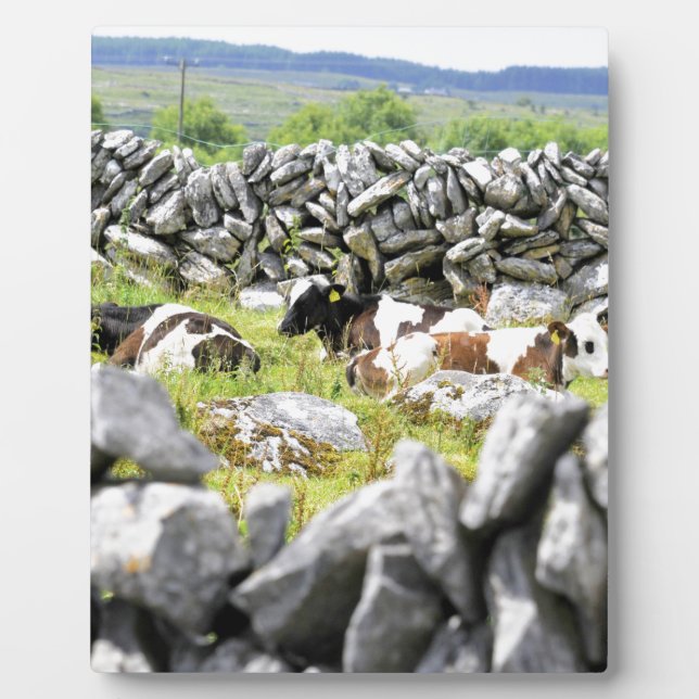 Moo Cows Plaque (Front)