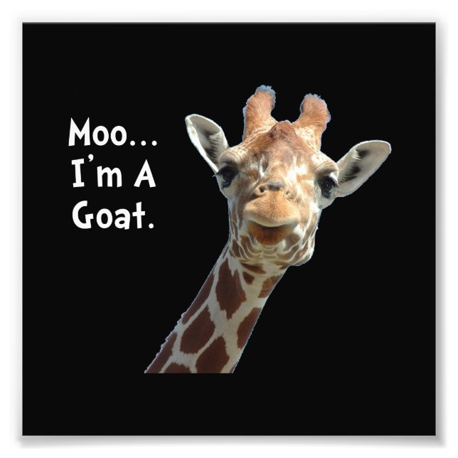 Moo Giraffe Goat Photo Print (Front)