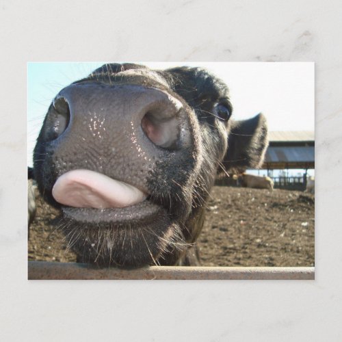 MOO KISSES POSTCARD