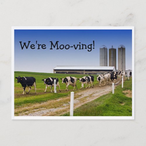 Moo_ving Funny Cows Change of Address Announcement Postcard