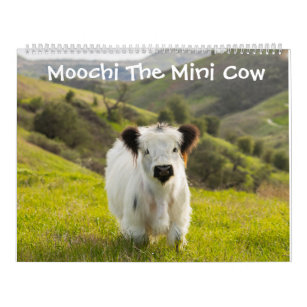 Moochi The Mini Cow Calendar