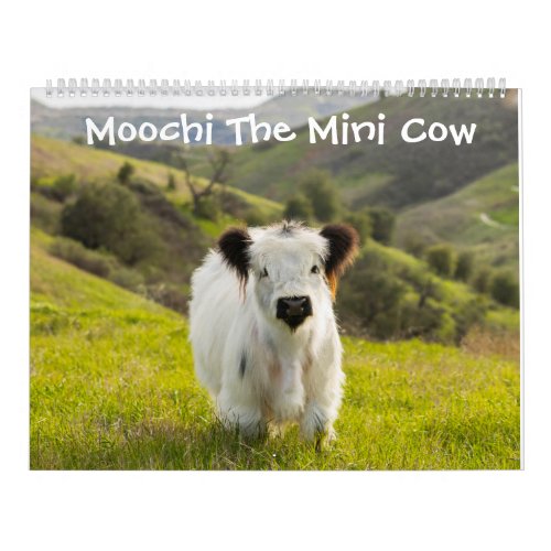 Moochi The Mini Cow Calendar
