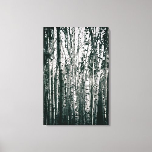 Moody Birch Trees in Forest Monochrome Canvas Print