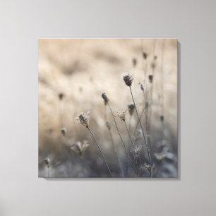 Moody Dried Queen Anne's Lace Neutral Botanical Canvas Print