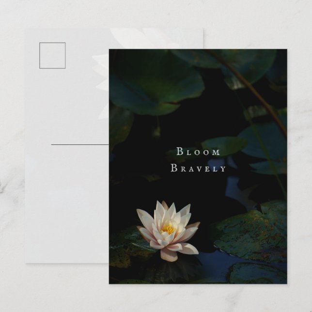 Moody Lily Pad Pond Nature Postcard (Front/Back)