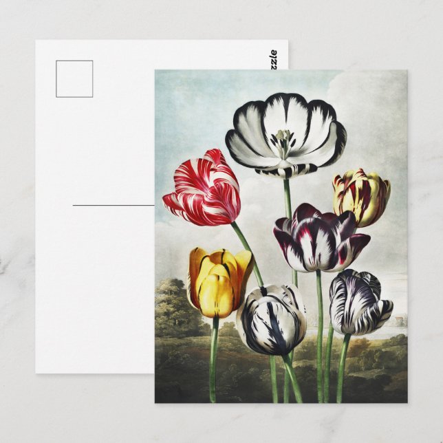 Moody Regency Style Multi-Color Tulips Postcard (Front/Back)