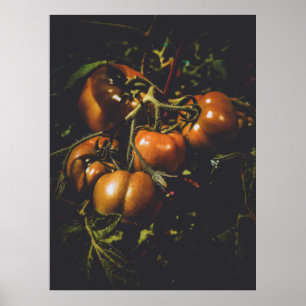 Moody Rustic Tomatoes Vintage Farmhouse Kitchen Poster